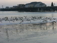 GAVIOTAS, EMBARCADERO Y YO.